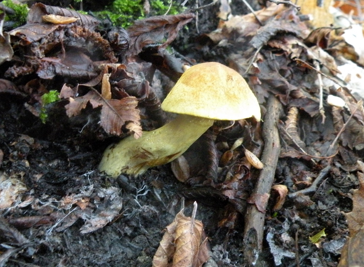 Due Cortinarius appenninici